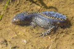 Alpenwatersalamander (Mesotriton alpestris) - Givry, België