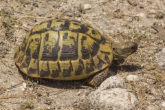 Landschildpad (Testudo hermanni) - Bonifacio, Frankrijk