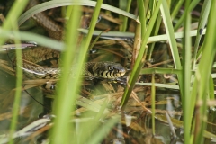 Ringslang (Natrix natrix) - Vijfheerenlanden