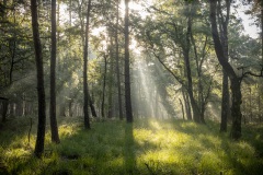 zonneharpen in het mistige bos