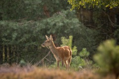 Edelhert (Cervus elaphus)