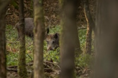 wild zwijnen