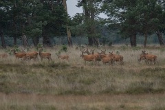 een zomerroedel kaalwild