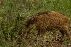 frisling met afwijkende kleuren