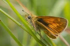 Zwartsprietdikkopje (Thymelicus lineola)