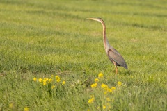 de purperreiger (Ardea purpurea) loopt regelmatig achter ons huis