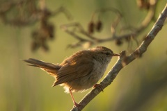 de Cettis zanger (Cettia cetti) je hoort ze zo vaak maar ziet ze zo weinig