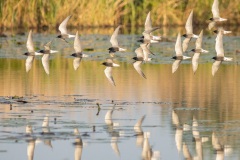 zwarte stern (Chlidonias niger)