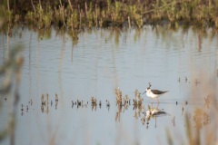 steltkluut (Himantopus himantopus) een zeldzame verschijning