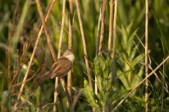 grasmus (Sylvia communis)