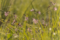 echte koekoeksbloem (Silene flos-cuculi)