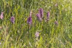 rietorchis (Dactylorhiza praetermissa), aan de overkant van een sloot in een onbereikbaar stukje natura2000 gebied