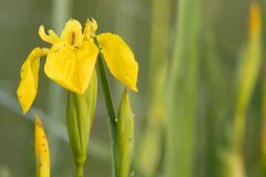 gele lis (Iris pseudacorus)