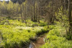 Het moerasgebied achter het huis