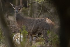 Dit edelhert heeft al flinke knobbels