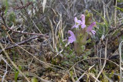 Heidekartelblad (Pedicularis sylvatica)