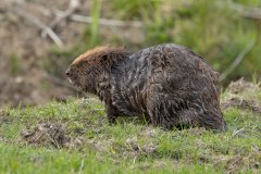 Bertus Bever zat op de kant