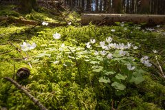 Witte klaverzuring