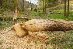 De bever was ook weer los gegaan
