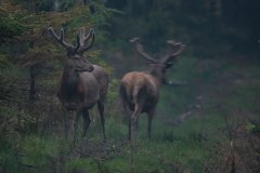 Adrealine moment met de edelherten