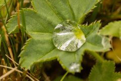 Vrouwenmantel (Alchemilla)