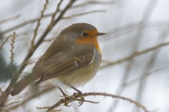 Roodborst in de tuin