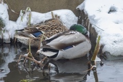 besneeuwde wilde eenden proberen warm te blijven