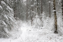 Veenendaalse bos