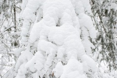 net een denneboom met slagroom