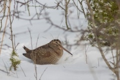 houtsnip (Scolopax rusticola)