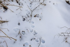 mijn eerste ottersporen!