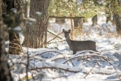 Deze ree stak vlak voor ons het pad over op landgoed de Laan