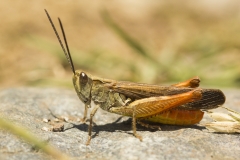 sprinkhanen_1 (2)