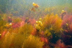 onderwater landschap