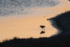 tuureluur doet nog een avondwandeling