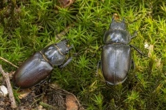 twee vrouwtjes vliegend hert (Lucanus cervus)