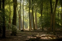 het was zelfs een beetje heiig in het bos