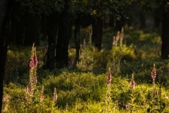 vingerhoedskruid  (Digitalis purpurea)