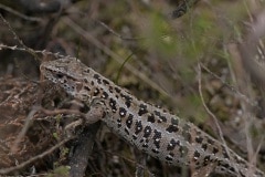 vrouwtje Zandhagedis (Lacerta agilis)