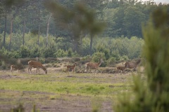 roedel hindes met kalveren