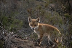 vosje (Vulpes vulpes)