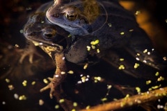 parende heikikkers (Rana arvalis)