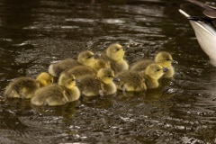 grauwe gans kuikens