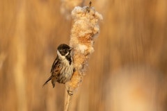 rietgors man (Emberiza schoeniclus)