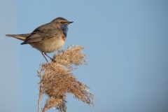 blauwborst (Luscinia svecica)