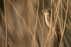 rietzanger (Acrocephalus schoenobaenus)