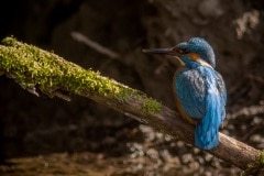 ijsvogel (Alcedo atthis)