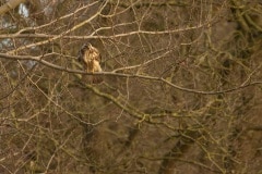 Deze buizerd was geringd