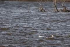 nonnetje (Mergellus albellus)