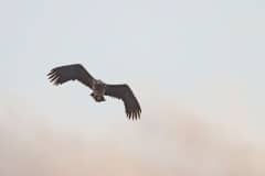 zeearend (Haliaeetus albicilla), je zou als konijntje dit maar op je af zien komen